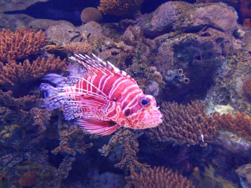 Oceanário de Lisboa